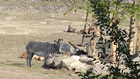 Grevyzebror och antiloper på Kolmårdens djurpark. Grevy´s Zebra at Kolmårdens zoo in Sweden.