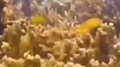 BEAUTIFUL CORAL REEFS in INDONESIA