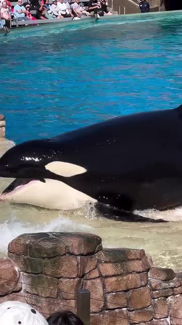 Orca puts on a show for the crowd
