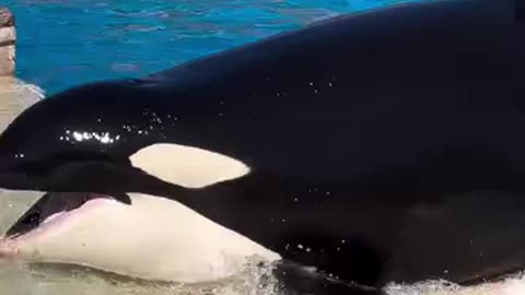 Orca puts on a show for the crowd