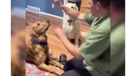 Pets reacting to magic tricks