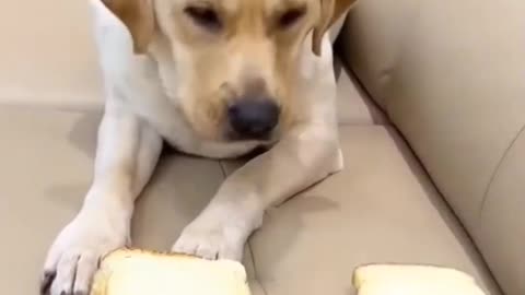 Funny dog part-13