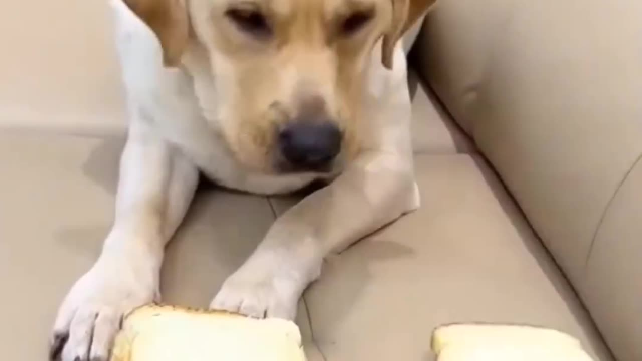 Funny dog part-13