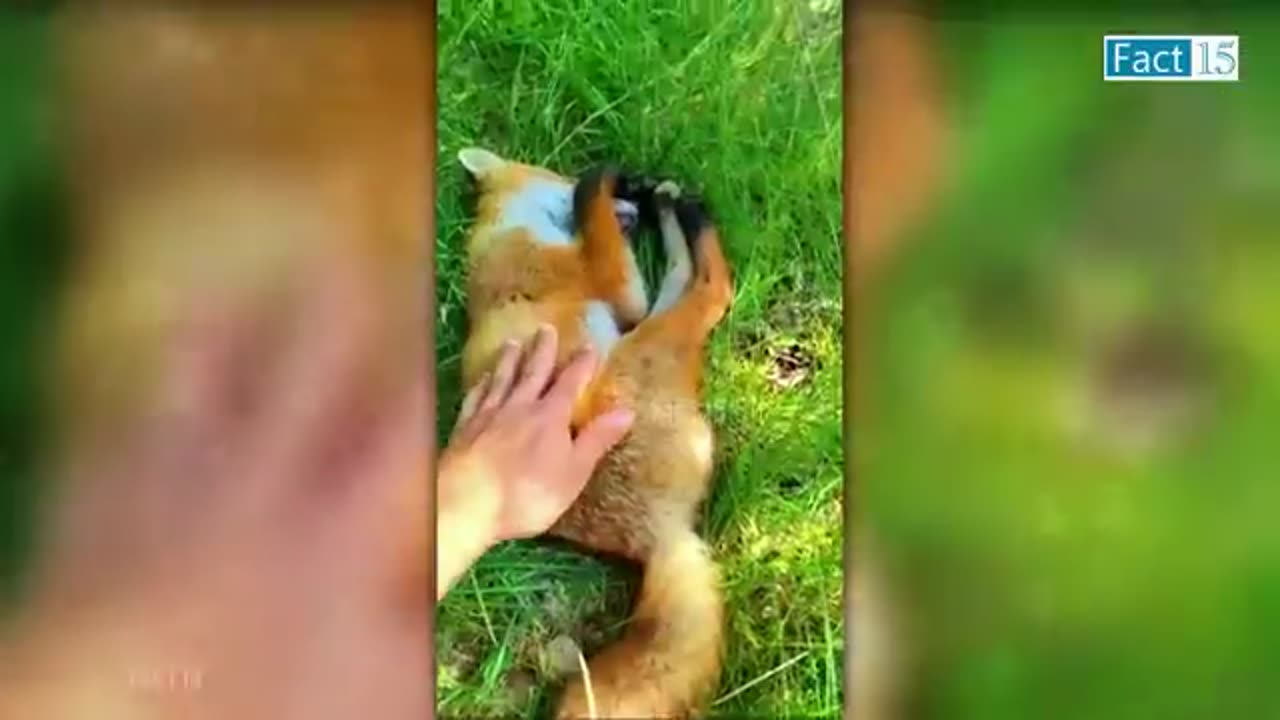 इन जानवरों से पंगा ना बाबा ना ❤.... Funny Animals Video 2022