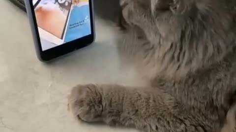 Funny Cat Videos