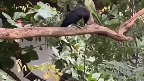 The crow fed the parrot #shorts #viral #shortsvideo #video