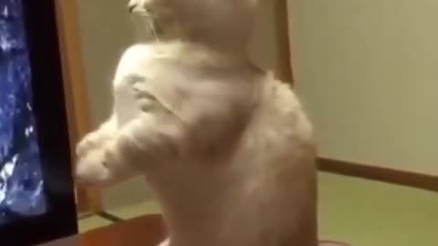 Scaring cats to death