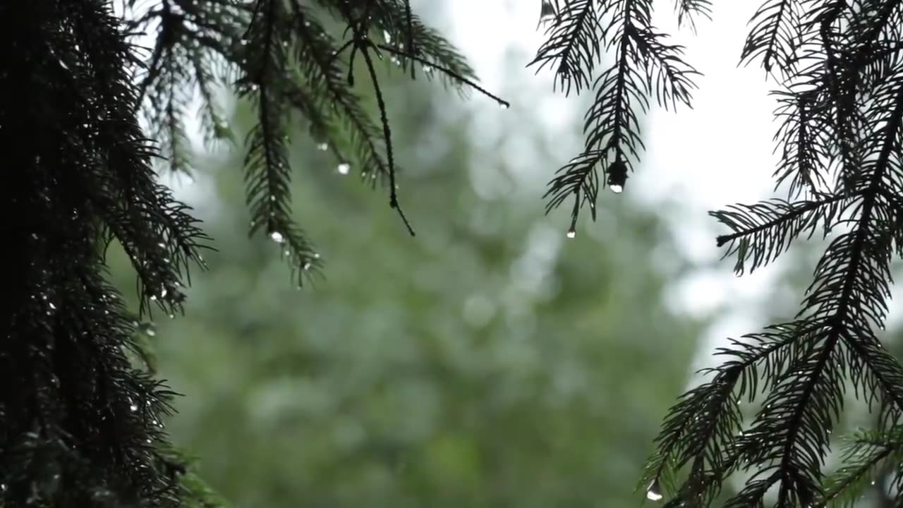 Relaxing Sound of Rain and Wind in Forest