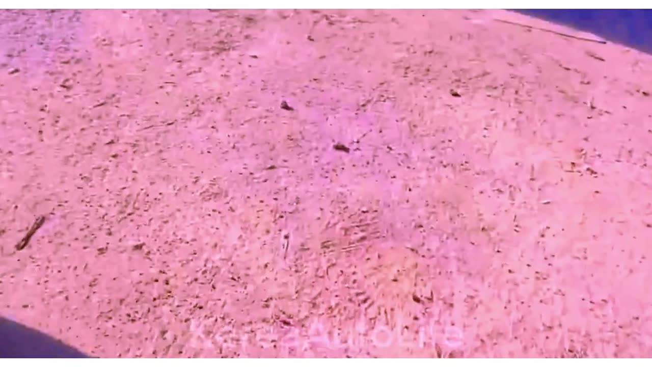 The tales of mango thieves, sanctions in the desert