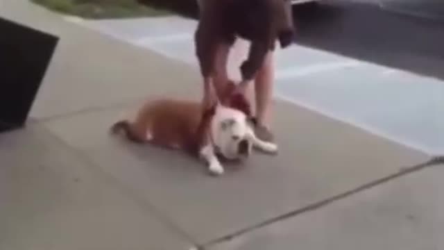 Super Cute Animals Cute cats and Funny dogs videos compilation2022 #shorts