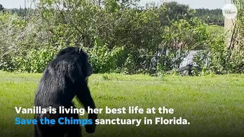 Camera captures emotional moment cage chimp sees sky for first time | USA TODAY