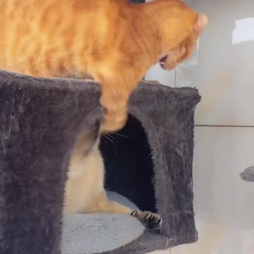 Cute Fight of Cats