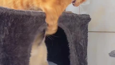 Cute Fight of Cats