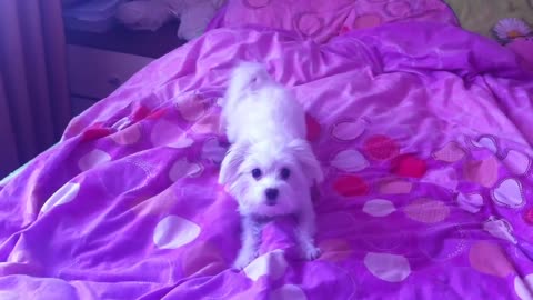 Bichon Maltese - Barking like Crazy