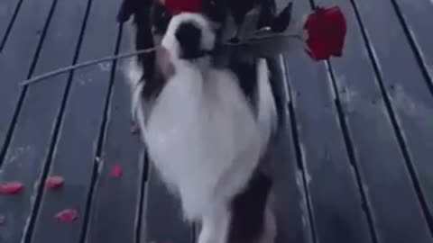 Cute Dog Gif