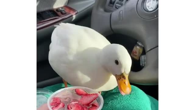 This animal is very cute and can make everyone happy when they see it