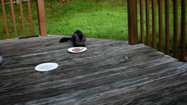 Mama kitty shows up, breakfast