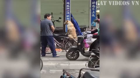 Funniest Cats and Dogs Compilation _ Best Funniest Video 2023 _ Funny Animal Videos
