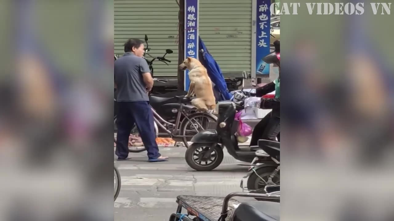Funniest Cats and Dogs Compilation _ Best Funniest Video 2023 _ Funny Animal Videos