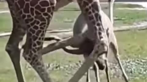 best action animal