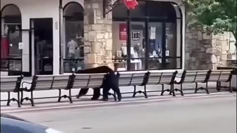 Black bears wander the streets