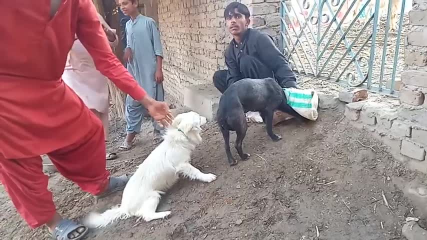 dog meeting first time