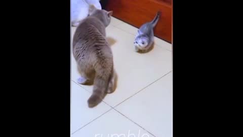 Cat🐈The 🤣is 🤣Funny @#shorts