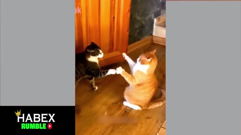 Cat VS Cat