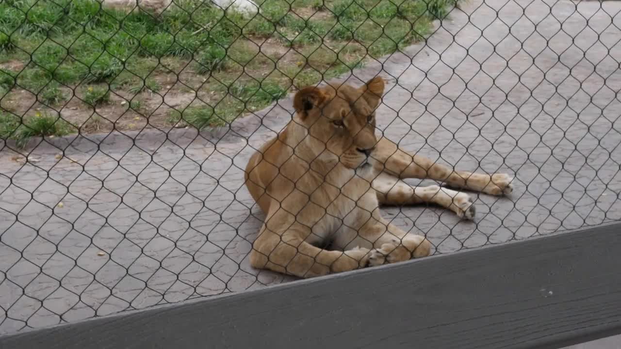 Families watching lions in the zoo