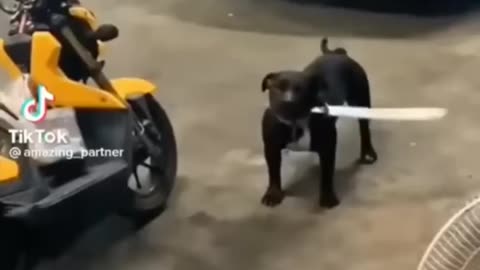 Cute and funny animal video