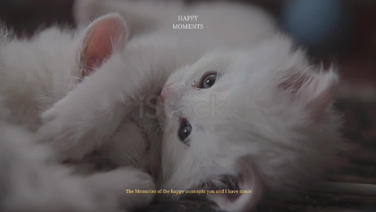 Cute cat sleeping in bed with his friend