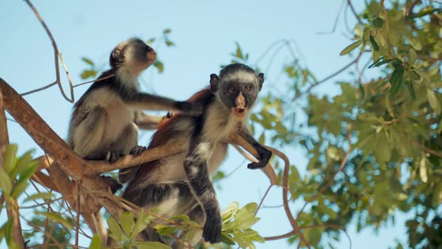 Two monkeys on the tree