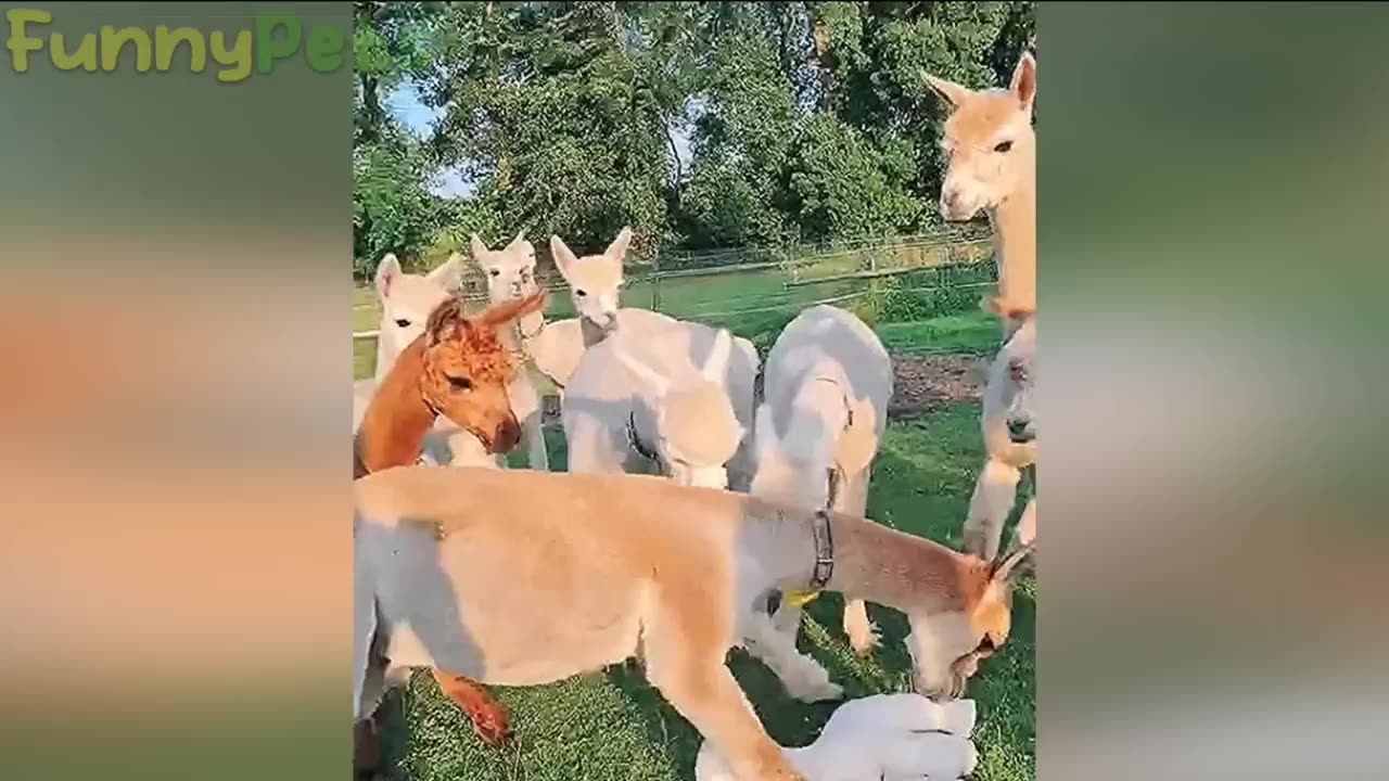 best funniest animal videos