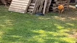 Igual Criança...