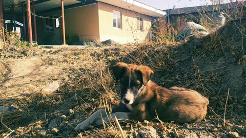 A cat and a dog. Funny cat and dog