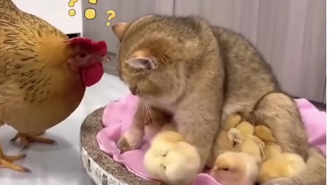 Funny videos #65