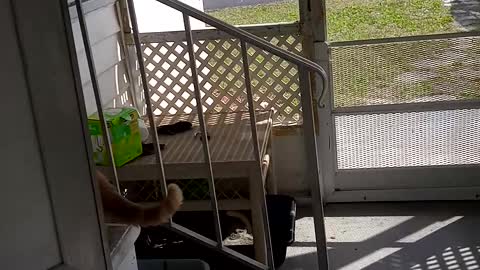 Kitties hanging
