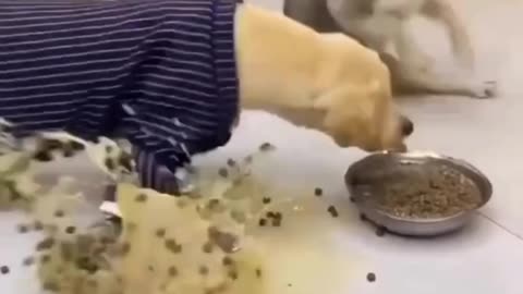 Funny Animal videos