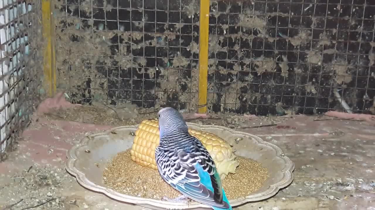 Budgies Parrot Beautiful Colour,Breeding,Sounds,Chirping,Feed