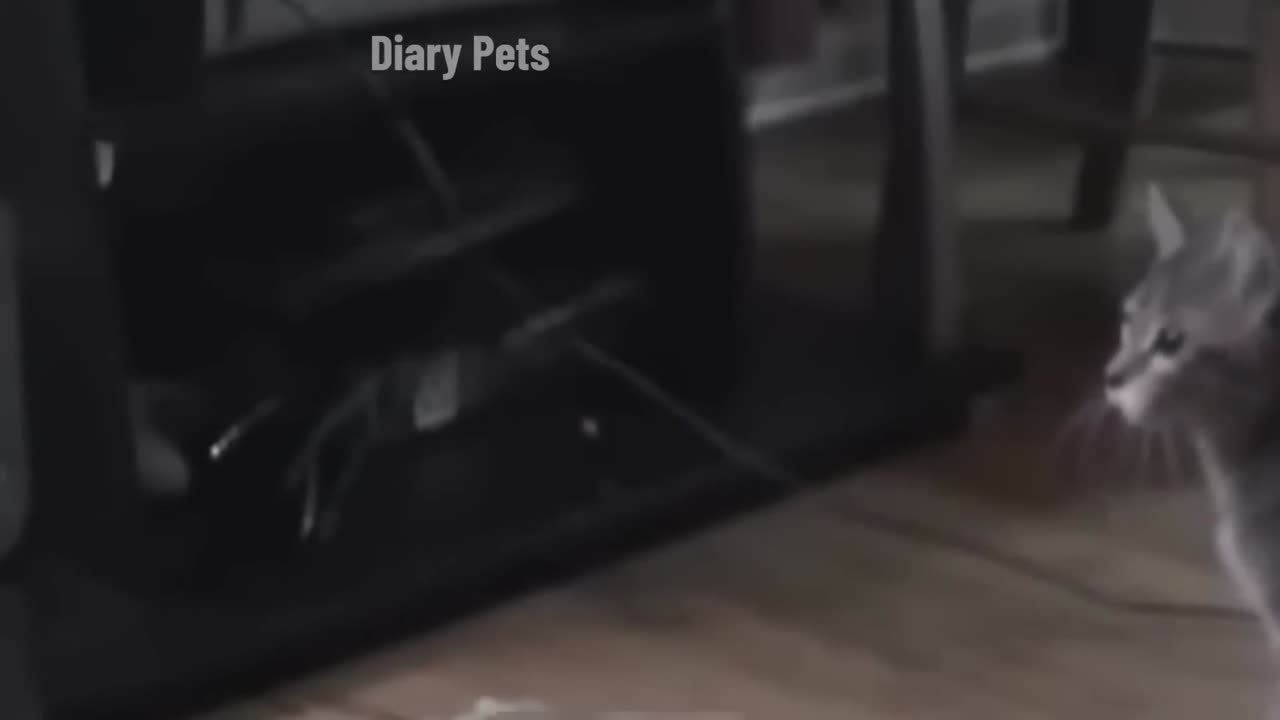Funniest_Animals_2024_π€£π
_New_Funny_Cats_and_Dogs_Videos_πΈπΆ_Part(1080p)