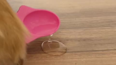 This water trick was INSANE… #shorts #tonnythechefdog #lifehacks