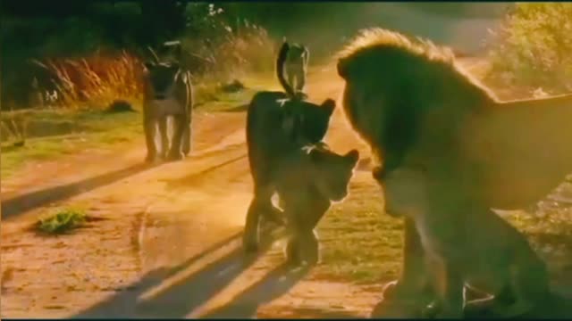 National geographic animals🐅🦁geographic animals wildlife🐒nat geo@NG#1