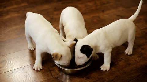 hungry-puppies-eating-together