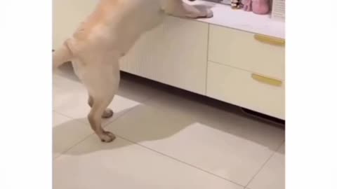 Confused dog