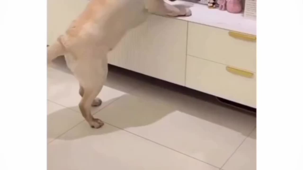 Confused dog