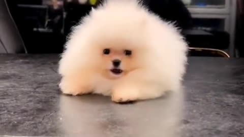 Little temper (Part 3) 😍🥰