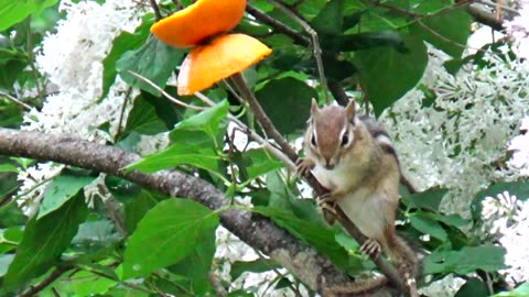 Chipmunk