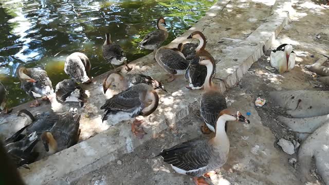 Ducks Clean Up In Zoo