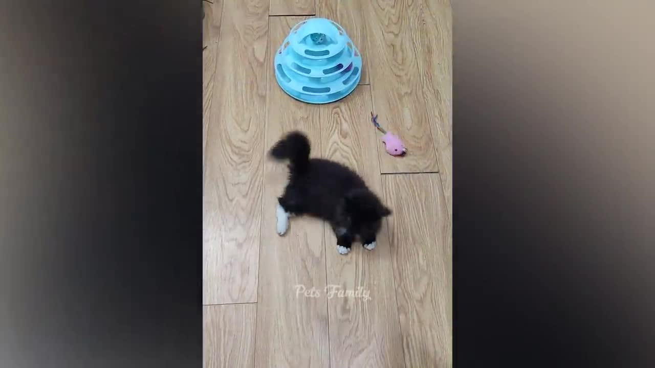 Funniest Animals 2022 π Funniest Cats and Dogs πΊπΆ Part 3 Pets Family
