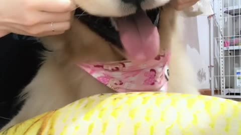 That's weird This pet